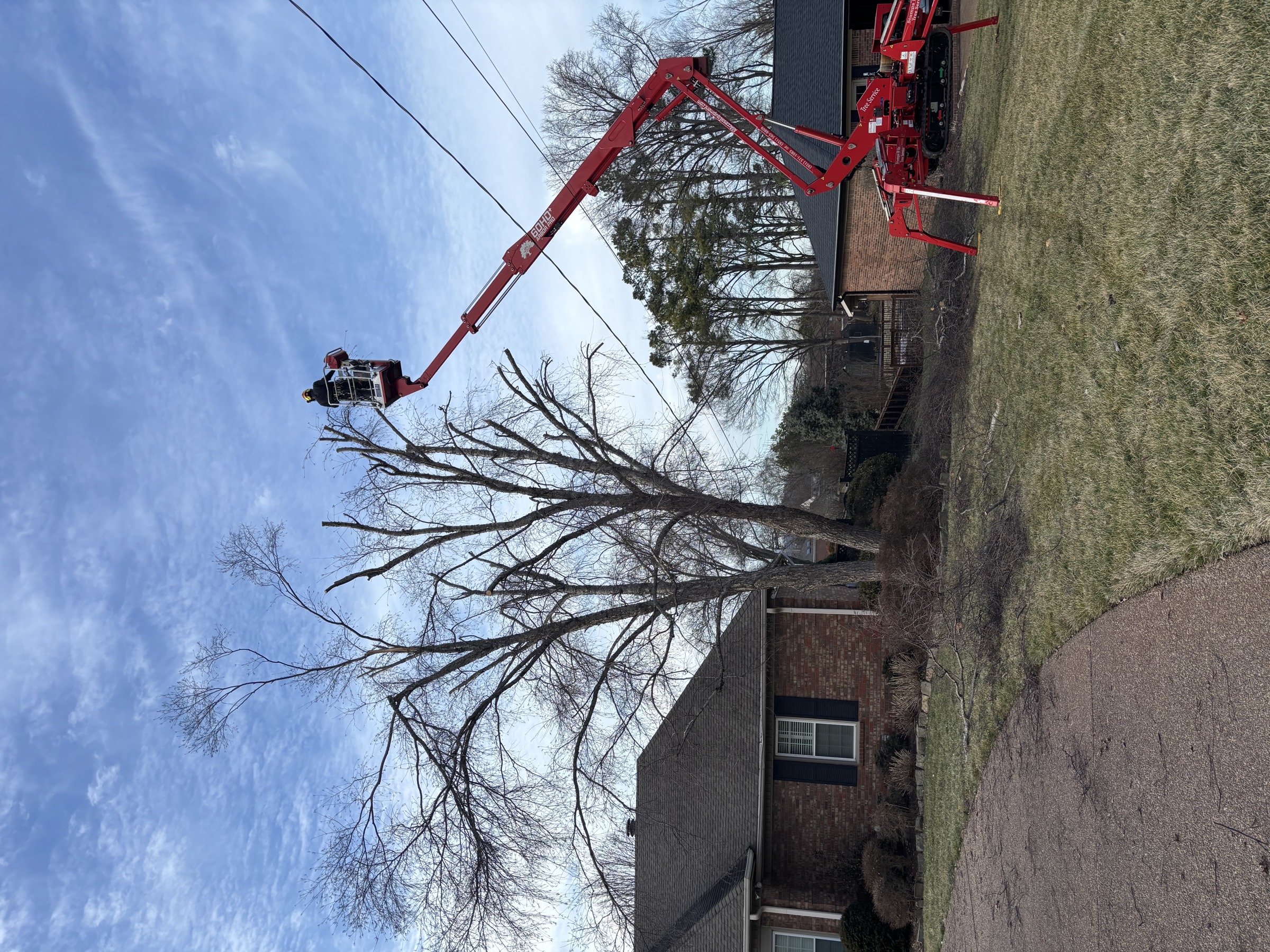 Tree Wizz climber in the spider lift basket taking the top out of a tall tree beside a Decatur home