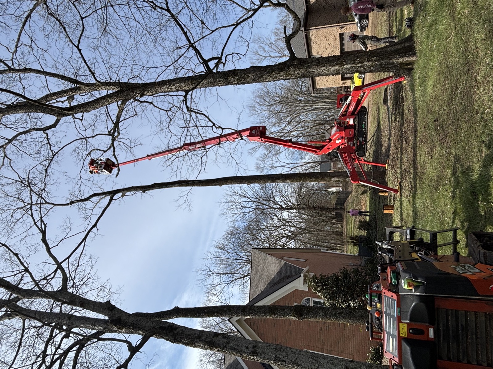 Tree Wizz spider lift boom extended high into a tree canopy on a blue-sky day