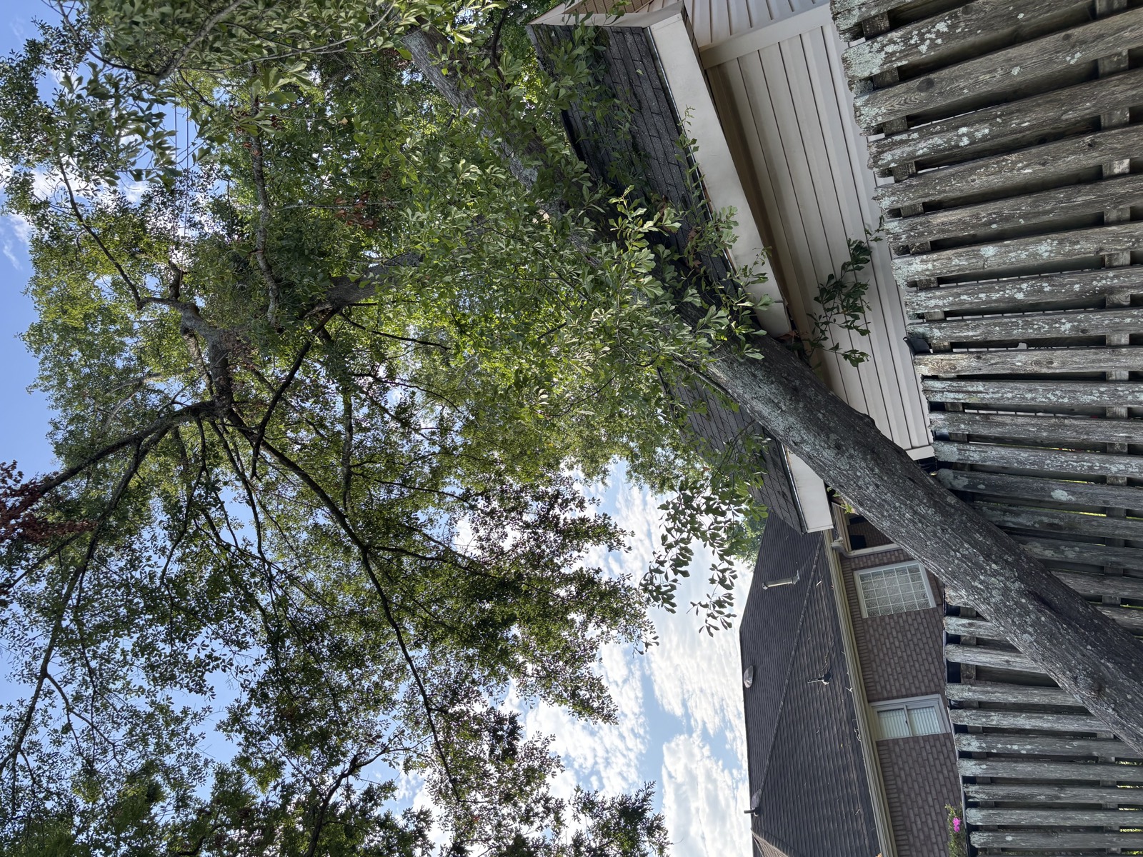 Tree leaning onto a roof after a storm
